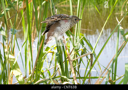 Eurasian cuculo (Cuculus canorus), giovane cuculo 26 giorni, Germania, Bassa Sassonia Foto Stock