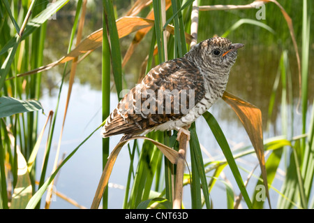 Eurasian cuculo (Cuculus canorus), giovane cuculo 26 giorni, Germania, Bassa Sassonia Foto Stock