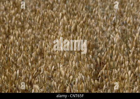 Coltivate le OAT, comune avena (Avena sativa), il campo di grano con matura oat, Germania Foto Stock