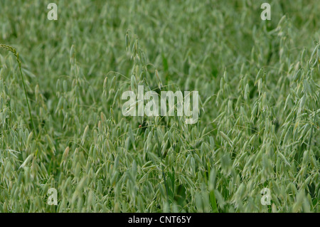 Coltivate le OAT, comune avena (Avena sativa), il campo di grano con verde immaturi oat, Germania Foto Stock