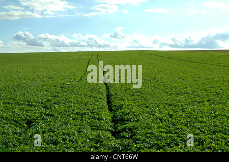 Charlock, campo mostarda, il grano di senape (Sinapis arvense), i cingoli del trattore in un enorme campo verde, Germania Foto Stock