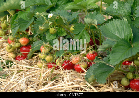 Hybrid fragola, giardino fragola (Fragaria x ananassa, Fragaria ananassa), verde e frutti rossi Foto Stock