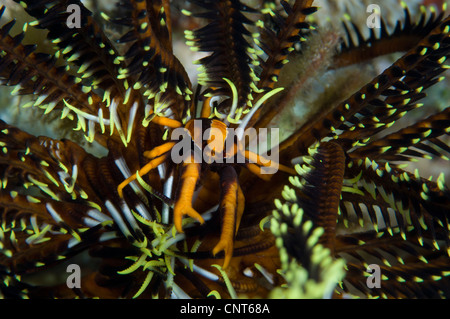 Arancione e marrone elegante aragosta squat (Allogalathea elegans) su crinoide, Kimbe Bay, Papua Nuova Guinea. Foto Stock