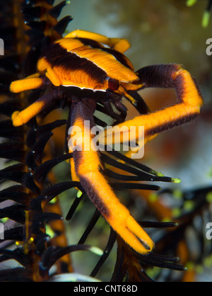 Arancione e marrone elegante aragosta squat (Allogalathea elegans) su crinoide, Kimbe Bay, Papua Nuova Guinea. Foto Stock