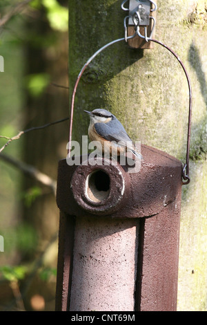 Eurasian picchio muratore (Sitta europaea), su nestbox, in Germania, in Renania Palatinato Foto Stock