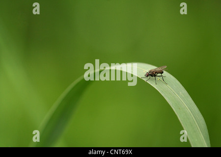 Volo stabile, cane fly, mordere housefly (Stomoxys calcitrans), seduta su una foglia, in Germania, in Renania Palatinato Foto Stock