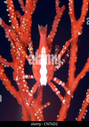 Luminose granchio rosso (Xenocarcinus conicus) sulla ventola del corallo, Kimbe Bay, Papua Nuova Guinea. Foto Stock