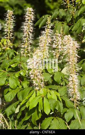 Fiori bianchi di Bottlebrush buckeye, Aesculus parviflora, fioritura estiva, Stati Uniti orientali. Bellissimo arbusto ornamentale con lunghe panicole bianche. Foto Stock