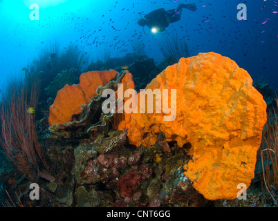 Arancio brillante una spugna con subacqueo e la torcia, Kimbe Bay, Papua Nuova Guinea. Foto Stock