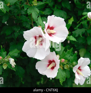 Arbustiva althaea, rose-di-Sharon (Hibiscus syriacus), cultivar 'cuore rosso", fioritura Foto Stock