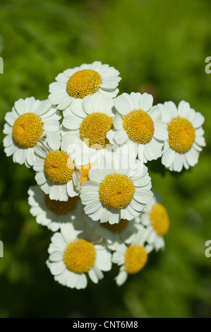 Primo piano di fiori bianchi e gialli di Feverfew, Tanacetum parthenium, Asteraceae, che fioriscono in un giardino su sfondo verde sfocato. Foto Stock