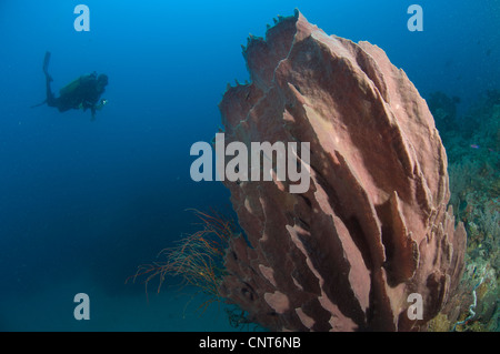 Canna (spugna Xestospongia sp.) e subacqueo, Restorf Isola, Kimbe bay, Papua Nuova Guinea. Foto Stock
