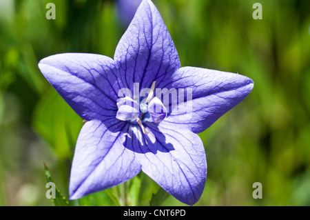 Fiore blu close up Harebell, Campanula rotundifolia, Campanulaceae Foto Stock
