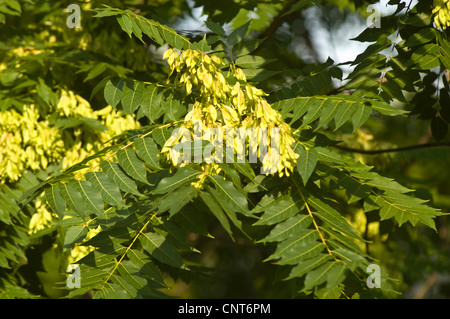Fogliame e frutti alati dell'albero del cielo (Ailanthus altissima), membro della famiglia delle Simaroubaceae, con foglie verdi e ammassi di semi. Foto Stock