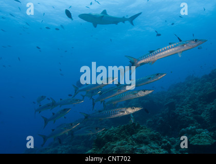 Una scuola di pickhandle barracuda con un Grey Reef shark in background, Papua Nuova Guinea. Foto Stock