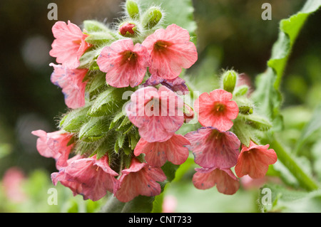 Fiori di colore rosa di Pulmonaria officinalis, Lungwort comune, la Madonna di gocce di latte, Boraginaceae, Foto Stock