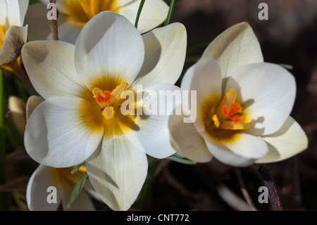 Primo piano di molti croci bianchi e gialli, croci che fioriscono all'inizio della primavera. Splendidi fiori di stagione con stami arancioni brillanti in un giardino. Foto Stock