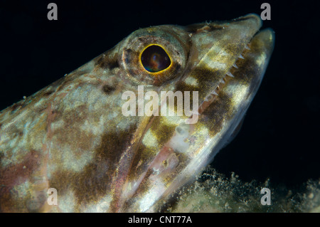 La bocca di una variegata (lizardfish Synodus variegatus) prese a Witu isole, Papua Nuova Guinea. Foto Stock