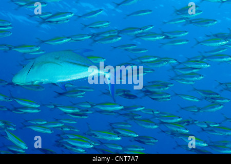Scuola di larga banda pesce fusilier essendo in balia di tonno rosso di carangidi. Foto Stock