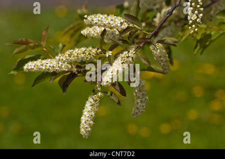 Boccioli di fiori bianchi di ciliegia, bacca amara, ciliegia di uccello della Virginia (Prunus virginiana) che fioriscono su un ramo negli Stati Uniti orientali. Foto Stock