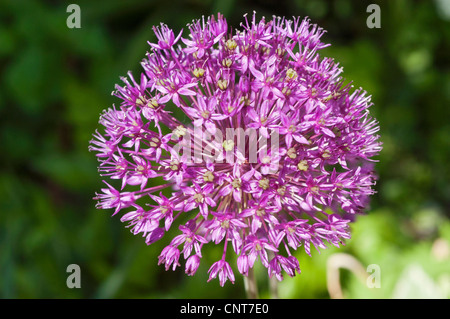 Primo piano di una testa di fiori viola viola di aglio, Allium, che fiorisce in un giardino con un morbido sfondo verde. Foto Stock