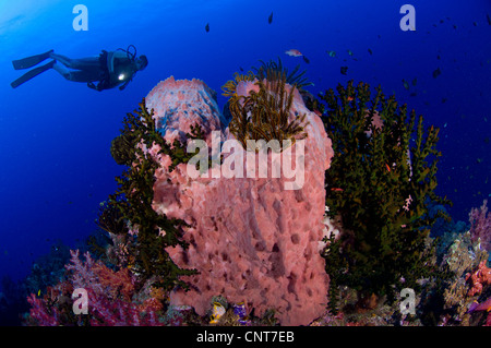 Un subacqueo guarda ad una canna gigante spugna (Xestospongia "testudinaria), Padri reef, Kimbe Bay, Papua Nuova Guinea. Foto Stock