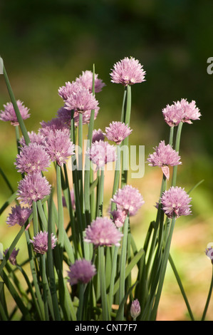 Teste di fiori rosa e viola di aglio, Allium, in piena fioritura. Bellissimo giardino orticoltura e pianta da giardinaggio con gambi verdi. Foto Stock