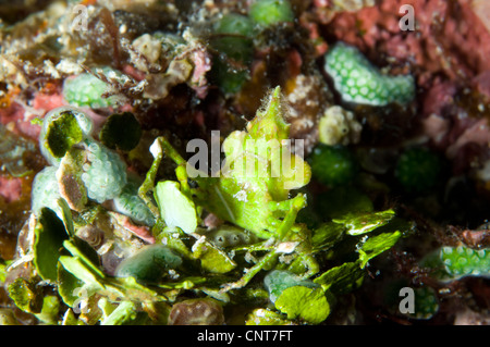 Freccia verde granchio (Huenia heraldica) tra vegetazione e corallo, Padri reef, Kimbe Bay, Papua Nuova Guinea. Foto Stock