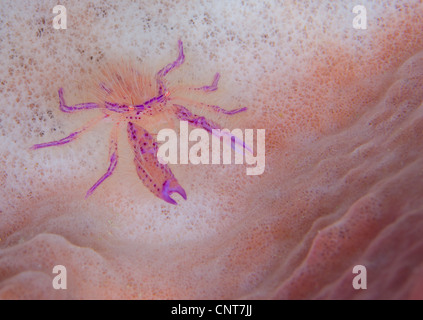 Hairy squat lobster (Lauriea siagiani) sulla spugna rosa, Isole Salomone. Foto Stock