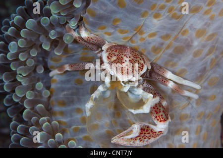 Avvistato granchio porcellana appollaiato sul mantello di anemone , l'assorbimento di plancton con piuma bracci netti, Isole Salomone. Foto Stock