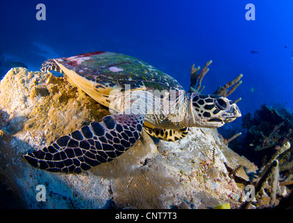 Tartaruga embricata (Eretmochelys imbricata) in appoggio su di un costone roccioso, Isole Salomone. Foto Stock