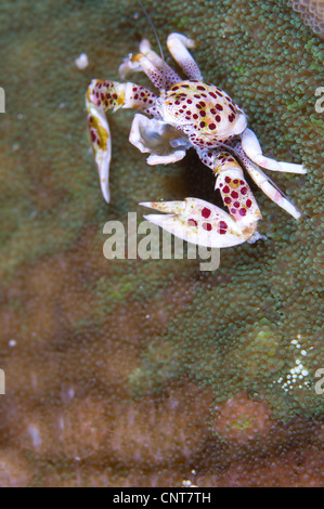 Macchiato il granchio di porcellana, appollaiato sul mantello di anemone, si nutrono di plancton con piuma bracci netti, Isole Salomone. Foto Stock