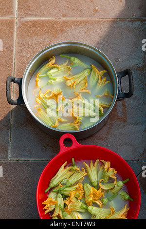 Fiori di zucca immersione in acqua Foto Stock