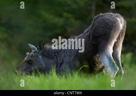 Elk, alci europea (Alces alces alces), capretti lo stretching dei quarti posteriori in aria mentre il pascolo, Norvegia, il Trondelag, Mittelnorwegen, Flatanger, Lauvsnes Foto Stock