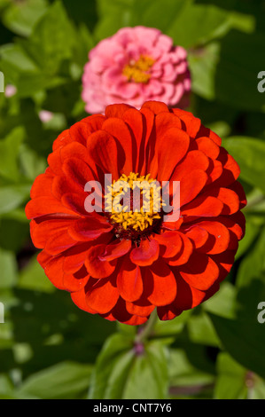 Fiore rosso e rosa di Zinnia comune, Zinnia elegans, giovani e anziani, Asteraceae in un giardino estivo. Foto Stock