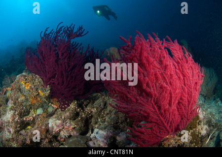 Un subacqueo guarda su una coloratissima barriera corallina vicino Marovo Lagoon,, Isole Salomone. Foto Stock