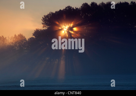 Rottura sole attraverso i rami di una foresta nella nebbia mattutina, in Germania, in Sassonia, Vogtlaendische Schweiz Foto Stock