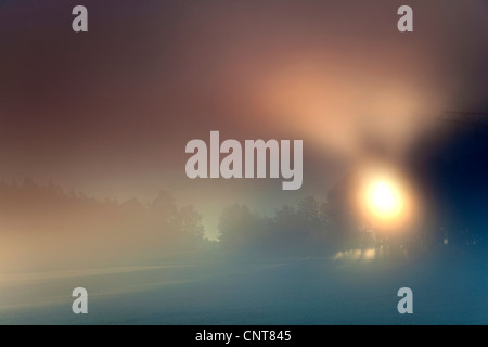 Rottura sole attraverso i rami di una foresta nella nebbia mattutina, in Germania, in Sassonia, Vogtlaendische Schweiz Foto Stock