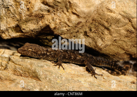 Kotschy's gecko (Mediodactylus kotschyi, Cyrtodactylus kotschyi), il geco tra rocce, Grecia, Peloponnes, Mani Foto Stock