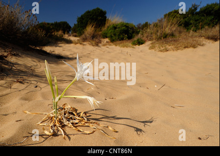 Mare Daffodill (Pancratium maritimum), mare Daffodill in una duna, Grecia, Peloponnes, Messinien Foto Stock