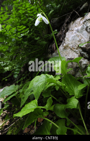 Regina Olga snowdrop (Galanthus reginae olgae-ssp. reginae olgae-), endemica snowdrop dal sud-Grecia, Grecia, Peloponnes, Messinien Foto Stock