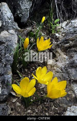 Giallo autunno Crocus (Sternbergia Lutea), fioritura, Grecia, Peloponnes, Messinien Foto Stock