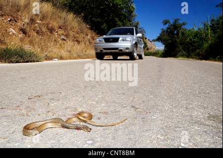 Frusta balcanica snake (Hierophis gemonensis, Coluber gemonensis), ucciso Balkan frusta snake, Grecia, Peloponnes, Natura 2000 Strofilia Area Foto Stock