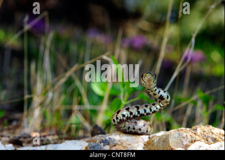 Leopard snake (Zamenis situla, Elaphe situla), la caccia, Grecia, Peloponnes, Natura 2000 Area Gialova Lagune Foto Stock