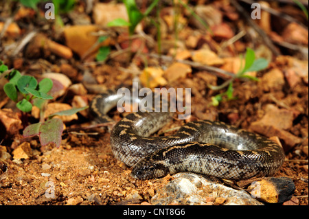 Giavellotto sabbia boa (Eryx jaculus), capretti, Grecia, Peloponnes, Natura 2000 Area Gialova Lagune Foto Stock