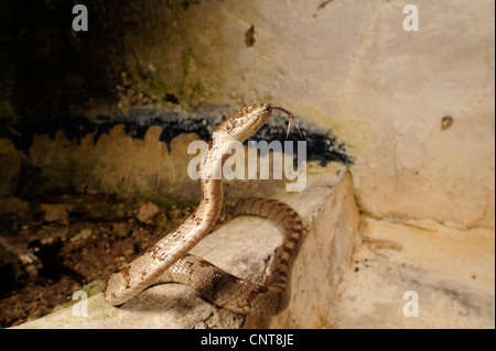 Cat snake, Europeo cat snake (Telescopus fallax), sfogliare, Grecia, Peloponnes Foto Stock