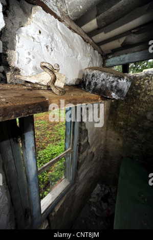 Cat snake, Europeo cat snake (Telescopus fallax), su un ripiano di legno in una casa abbandonata, Grecia, Peloponnes Foto Stock