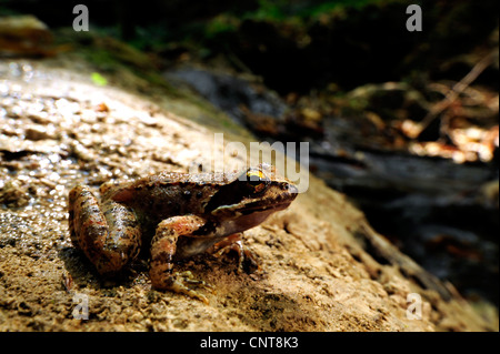 Stream rana rana greca (Rana graeca), seduti a un flusso, Grecia, Peloponnes, Messinien Foto Stock