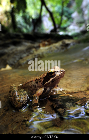 Stream rana rana greca (Rana graeca), seduta in un torrente, Grecia, Peloponnes, Messinien Foto Stock