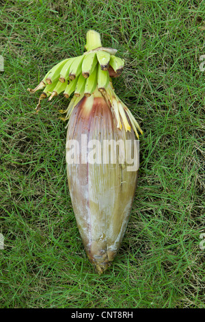 Banana Flower sull'erba Foto Stock